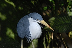 0731 Birdworld Kuranda